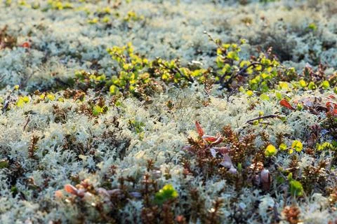 Bright natural pattern of moss and small succulents with white dry branches.. Stock Photos