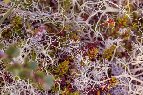 Bright natural pattern of moss and small succulents with white dry branches.. Stock Photos