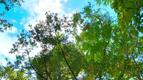 Bright nature landscape background trees from above at an outdoor public park 動画素材 317134207