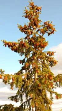 Bright nature Stock Photos
