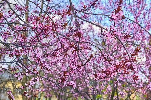 Bright nice pink fruit spring flowers.Tendeness,softness Stock Photos