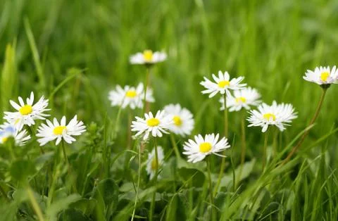Bright nice summer meadow Stock Photos