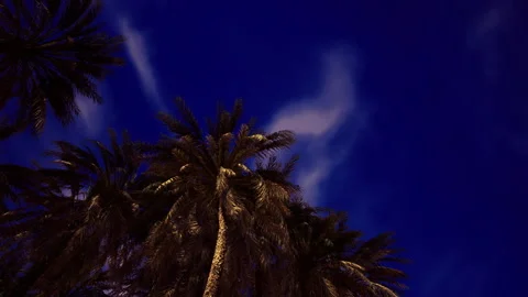 Bright night scene. Distant stars illuminate shimmering palm branches Stock Footage 339800363