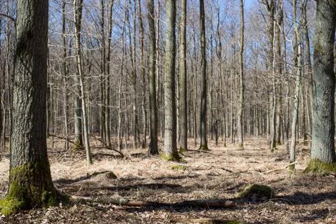 Bright oak forest in spring Stock Photos