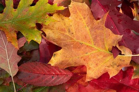 Bright Oak Leaf Lying on Bed of Red Autumn Leaves Stock-Fotos