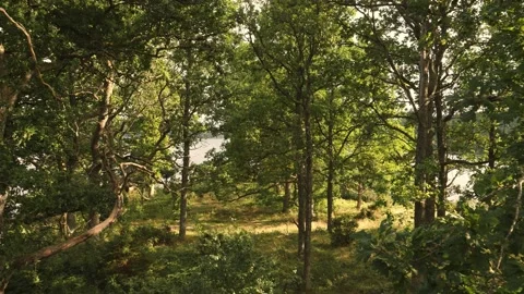 Bright Oak Tree Forest Grove with Green Foliage, Medium Angle, Pan Shot Stock Footage 212379812