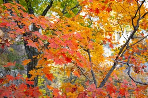 Bright Orange and Red Maple Foliage in Autumn Forest Stock Photos