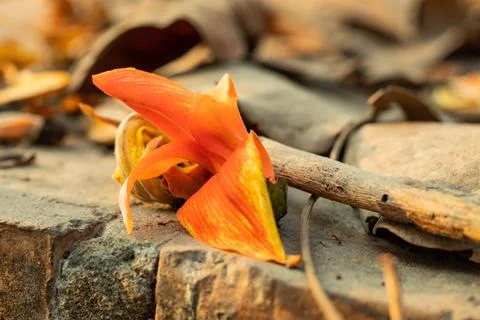 A bright orange and red single flower Bengal kino Leaf-ess while flowering Foto stock