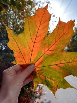 Bright orange autumn maple leaf in woman's hand. Hello, fall Stock Photos