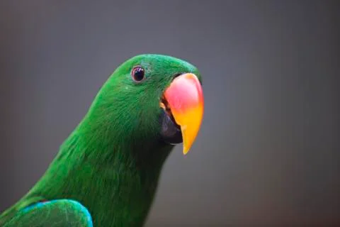 Bright orange beak up close  Stock Photos