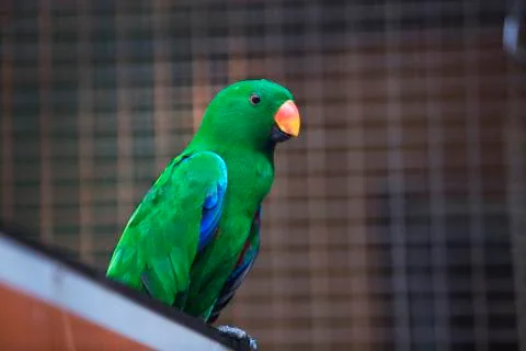 Bright orange beak  Stock Photos