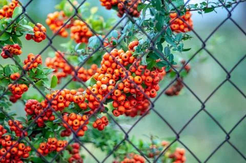 Bright orange berries on a chain link fence- { Stock Photos