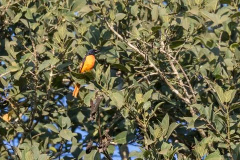 Bright orange bird Stock Photos