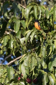 Bright orange bird Stock Photos