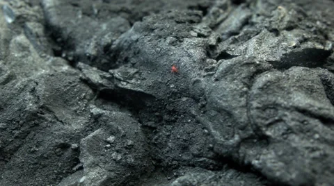 Bright Orange Bug on Black Rock ICELAND  Stock Footage 50196770