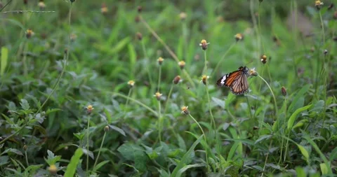 A bright orange butterfly is sipping nectar from a small wildflower. Stockbeeldmateriaal 341296078