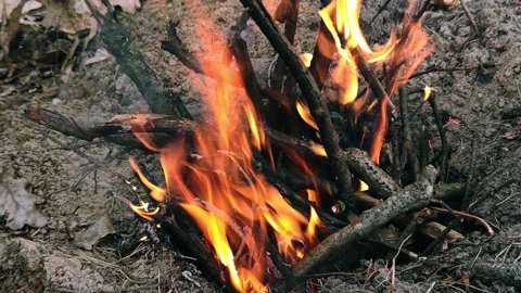 Bright orange campfire flames burning in the dark forest Stock Footage 333844808