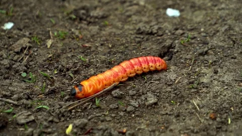 Bright orange caterpillar crawling on dark soil Stock Footage 340788355
