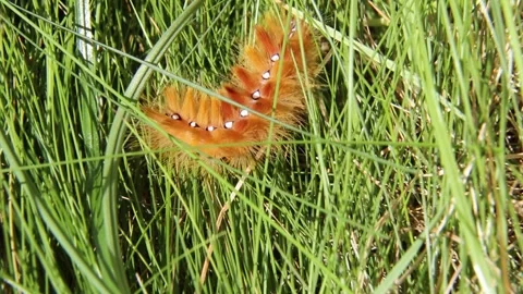 A bright orange caterpillar nestled in the grass, its spiky texture vividly Stock Footage 311046271
