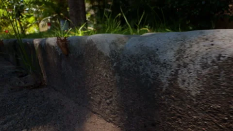 Bright Orange Cicada Shell Clinging to Rough Concrete Edge in Tropical Garden, L Stock Footage 331431600