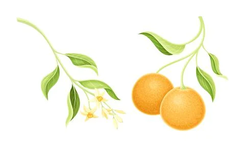 Bright Orange Citrus Fruit Tree Branch with Blooming Blossoms Vector Set Stock Illustration