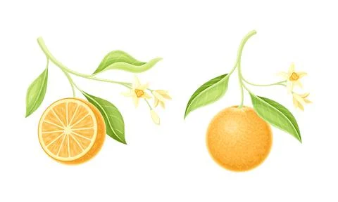 Bright Orange Citrus Fruit Tree Branch with Blooming Blossoms Vector Set Stock Illustration