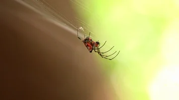 Bright Orange Color Spider in Web Video stock 86151004