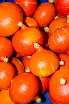 Bright orange fall squash Stock-Fotos