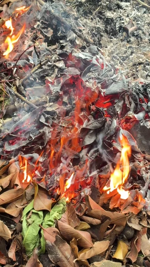 Bright Orange Fire Flames Burning a Pile of Dry Autumn Leaves Stock Footage 346009034