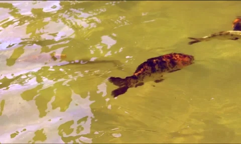 Bright orange fish swim gracefully in a pond with gentle ripples Stock Footage 293290625