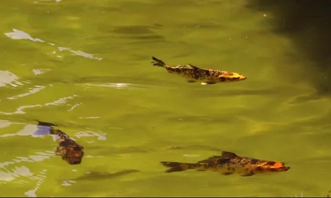 Bright orange fish swim gracefully in a pond with gentle ripples Stock Footage 293290629