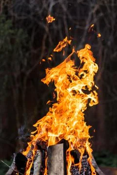 A bright orange flame of fire burns against a dark background. Birch firewood Stock Photos