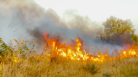 Bright orange flames spreading, heavy smoke rises, dry plants disappearing in Stockbeeldmateriaal 312235314
