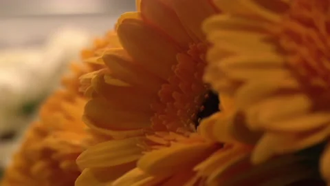 Bright Orange Flower Video stock 136211029