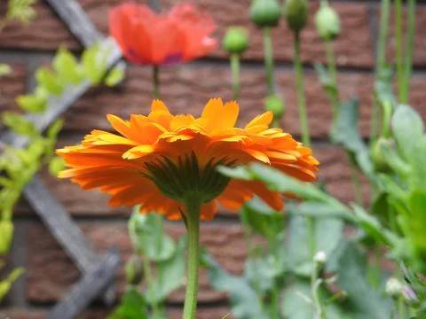 Bright orange flower Stock Photos