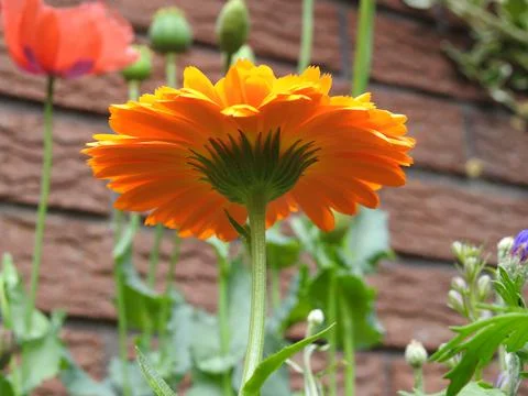 Bright orange flower Stock Photos