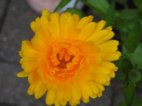 Bright orange flower Stock Photos