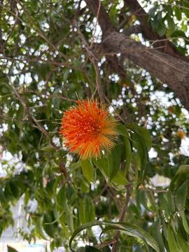 Bright Orange Flower on Tree Stock Photos