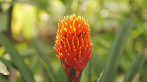 A bright orange flower with yellow tips is the main focus of the image Stock Footage 297652764
