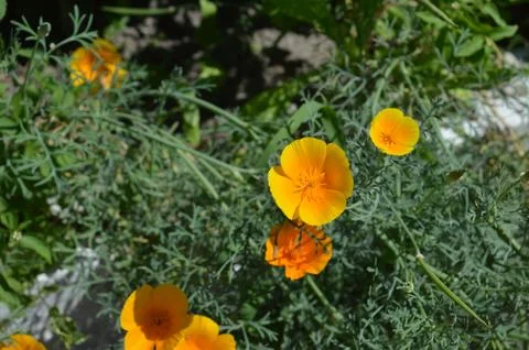 Bright orange flowers bloom in a vibrant garden during the warm afternoon Stock Photos