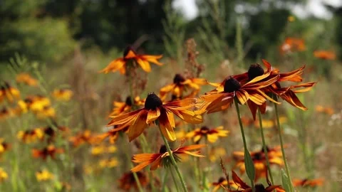 Bright orange flowers close up 库存影片 341095860