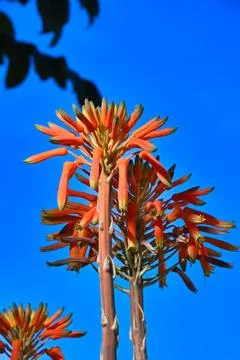 Bright orange flowers grow tall against a blue sky on a sunny day in a garden Stock Photos