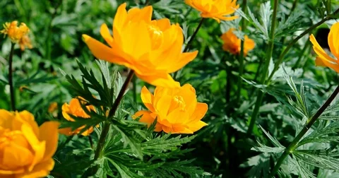 Bright orange flowers of Trollius in the summer garden. Stock Footage 76693298
