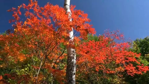 Bright Orange Foliage Against Clear Blue Sky Footage Stock Footage 346196352