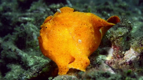 Bright Orange Frogfish Turning Around Stock Footage 59762776