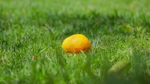 Bright orange fruit nestled in lush green grass Stock Footage 308810481