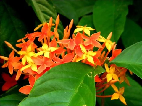 Bright orange geranium Stock Photos