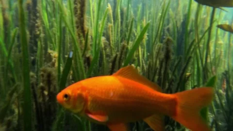 Bright orange goldfish 스톡 동영상 311526352