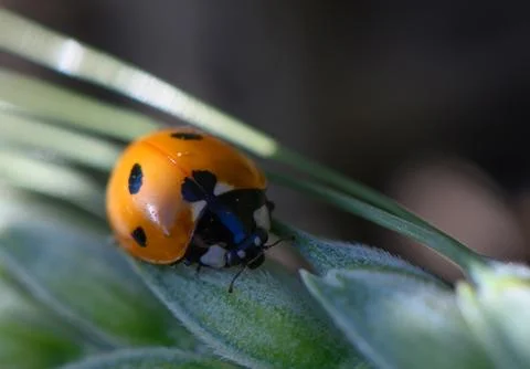 Bright orange ladybug exploring lush green plant life beneath golden sunlig.. Stock Photos