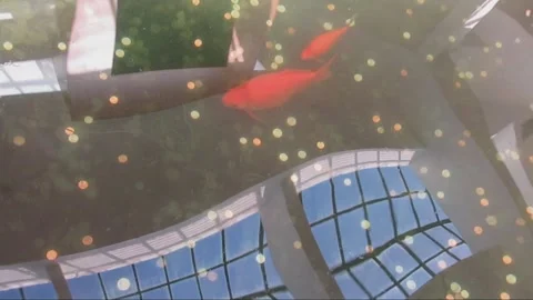 Bright Orange Large Fish in Tank with Coins Landscape View Stock Footage 237370827